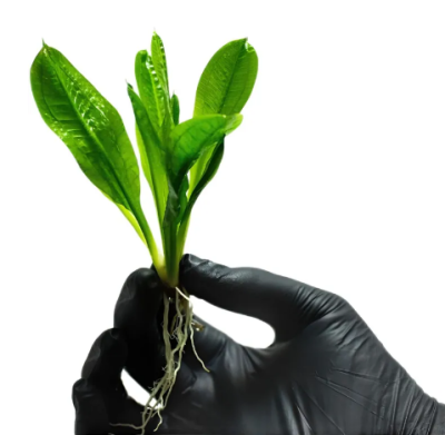 Эхинодорус Тропика, с грузом