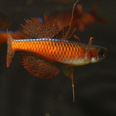 Псевдомугил Гертруды Красный