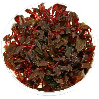 Альтернантера Розаефолия (меристемное растение), d 60х40 мм