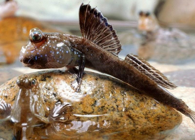 Илистый прыгун Periophthalmus