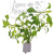 Альтернантера Бетзикиана золотая, с грузом Alternanthera bettzickiana Aurea