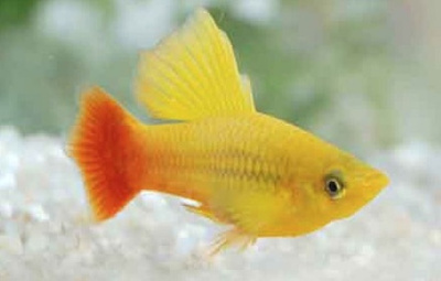 Пецилия Высокоплавничная Сансет Пецилия Высокоплавничная Сансет