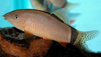 картинка Боция Хора от магазина