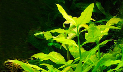 Гимнокоронис, шт