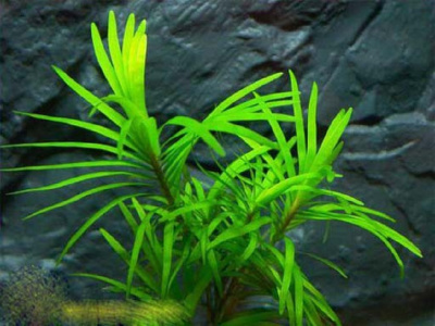 Эйхорния Лазоревая, шт