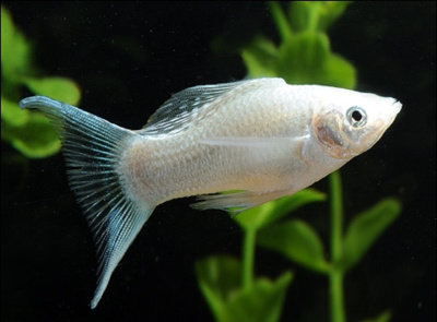 Моллинезия Серебряная Лира