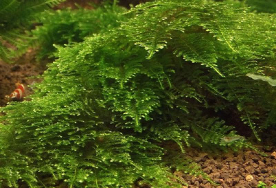 Мох Треугольный, 1 гр