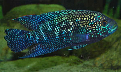 картинка Цихлазома Пчелка (восьмиполосая) от магазина