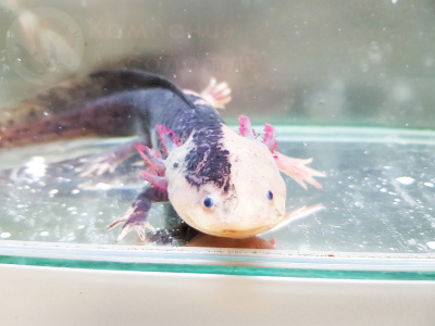 Аксолотль Эксклюзивного мраморного окраса, XL Ambystoma mexicanum