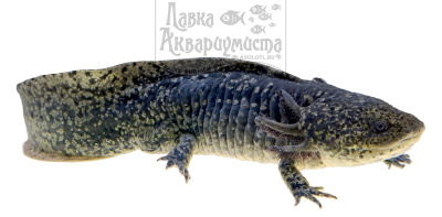 Аксолотль Темный Рыцарь, L Ambystoma mexicanum