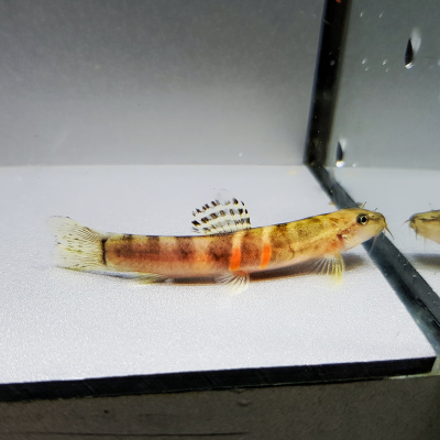 Шистура Оранжевый Поясок