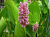 Pontederia cordata