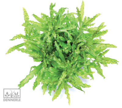 картинка Погостемон Хелфера, в горшочке от магазина