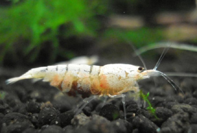 Креветка Золотой кристалл Caridina Sp.