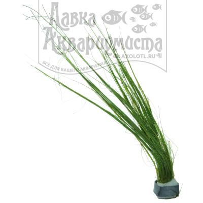 Элеохарис Живородящий, с грузом Eleocharis vivipara