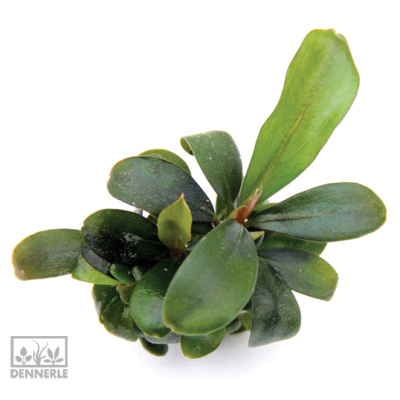 картинка Буцефаландра Брауни, в горшочке от магазина