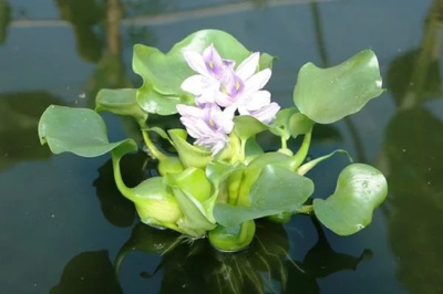 Водный Гиацинт (Эйхорния) Водный Гиацинт (Эйхорния)