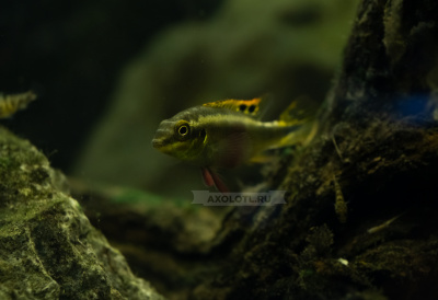 Попугайчик Грибентис (Пельвикахромис)