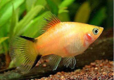 Пецилия Золотая Комета