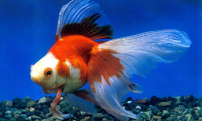 Риукин Красно-белый (L) Carassius auratus