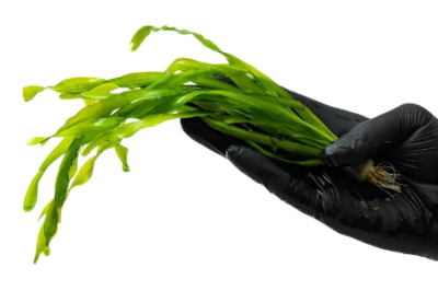 Валлиснерия Торта, с грузом