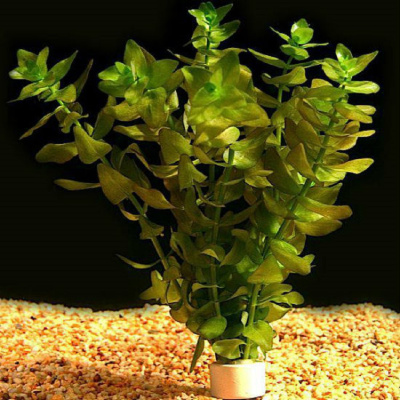 Бакопа Каролинская, с грузом Bacopa caroliniana