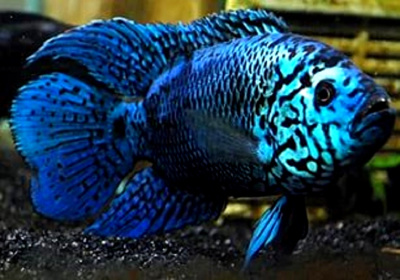 Цихлазома Блю Демпси