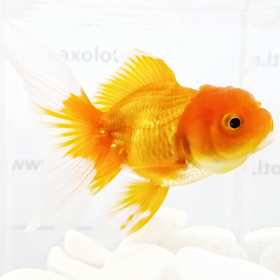 Оранда Красная (L) Carassius auratus