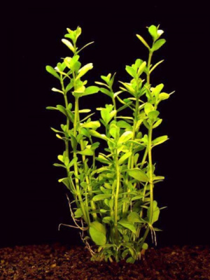 Бакопа Мониера, с грузом Бакопа Мониера, с грузом