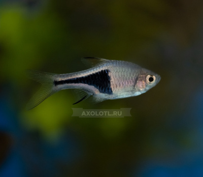 Расбора клинопятнистая Расбора клинопятнистая