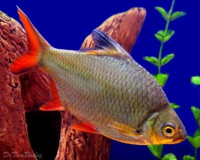 Барбус Лещевидный Краснохвостый  Barbus schwanwnfeldii