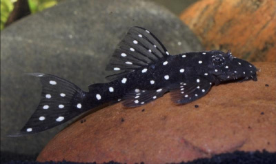 L184 Анциструс Бриллиантовый L184 Ancistrus sp.