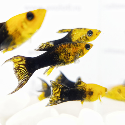 Моллинезия Черно-Золотая Лира