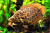 Ктенопома Леопардовая Ctenopoma acutirostre
