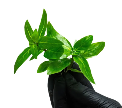 Стаурогин Репенс, шт Staurogyne repens Стаурогин Репенс, шт Staurogyne repens