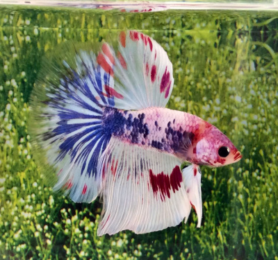 Петушок Халфмун Фанси (самец) Петушок Халфмун Фанси (самец)