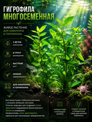 Гигрофила Многосеменная, с грузом