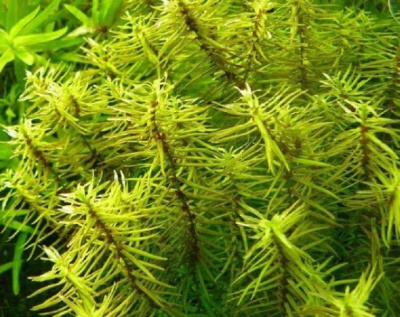 Дидиплис Диандра, шт