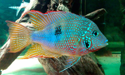 Цихлазома Элиота