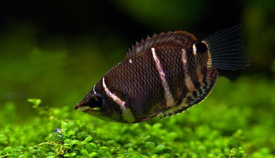 Гурами Шоколадный Sphaerichthys osphromenoides