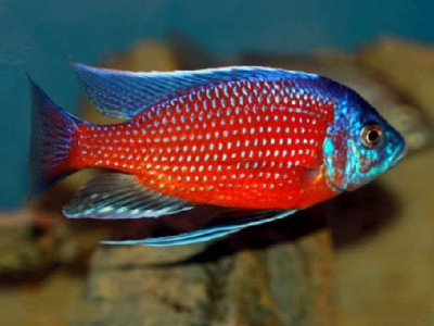 Каданго Copadichromis borleyi Kadango