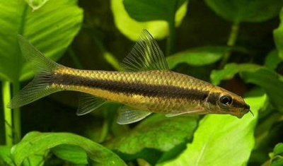Водорослеед Вьетнамский (летающая лисичка) Siamese flying fox