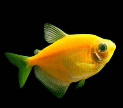 Тернеция (GloFish) Желтая Светящаяся