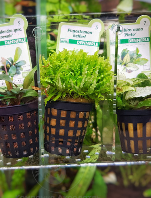 Погостемон Хелфера, в горшочке