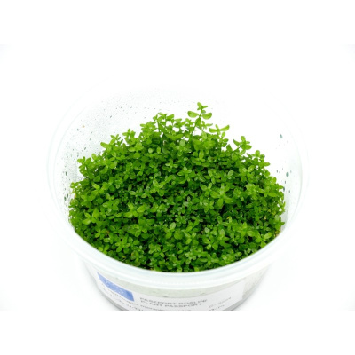 Хемиантус Микрантемоидес d 6,5 см  (меристемное растение)