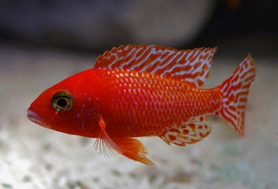 Аулонокара Земляничная Aulonocara sp.