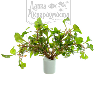 Альтернантера Бетзикиана красная, с грузом