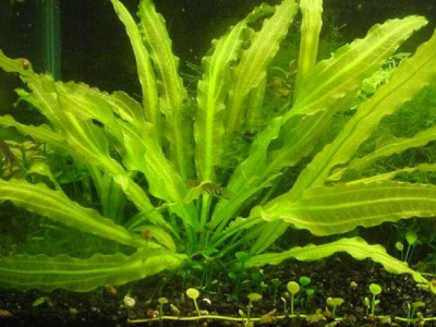 Эхинодорус Майор, с грузом Echinodorus Major