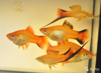 Меченосец Сансет