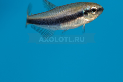 Неон Чёрный